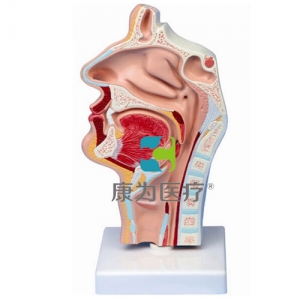 “康為醫(yī)療”鼻腔、口腔、喉、咽正中矢狀切面模型