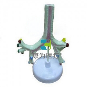 “康為醫(yī)療”氣管、支氣管及肺段支氣管模型