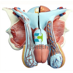 “康為醫(yī)療”男性生殖器層次解剖模型