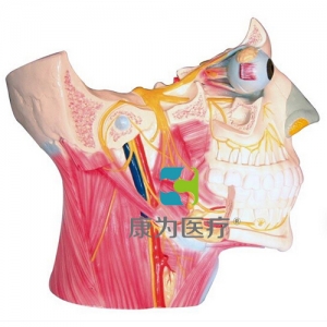 “康為醫(yī)療”腦神經(jīng)在頭頸部分布模型、十二對腦神經(jīng)