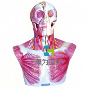 “康為醫(yī)療”頭部、頸部層次解剖模型