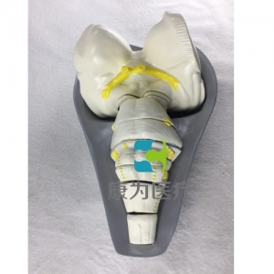 “康為醫(yī)療”腦干橫切面模型