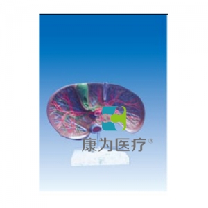 “康為醫(yī)療”肝膽解剖、甘血管、膽管的肝分布