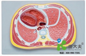 “康為醫(yī)療”胸腔橫斷模型