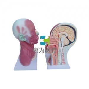 “康為醫(yī)療”頭、頸肌肉局部解剖模型