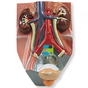 男性泌尿系統(tǒng)模型，實物的0.75倍