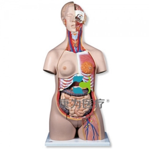 豪華型兩性軀干模型，24部分