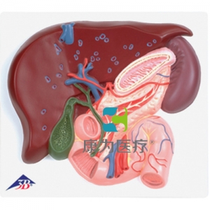 肝臟帶膽囊、胰和十二指腸模型