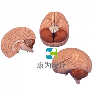 介紹性腦模型，2部分