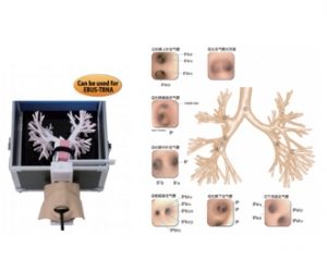 進(jìn)口超聲波支氣管鏡模型，超聲波支氣管鏡訓(xùn)練模型