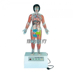 “康為醫(yī)療”微電腦人體心動周期與大、小循環(huán)演示模型