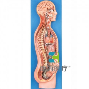 GPI神經(jīng)系統(tǒng)硅膠模型（軟硬結(jié)合）