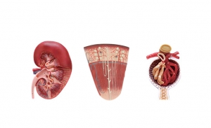腎切面、腎單位、腎小球模型